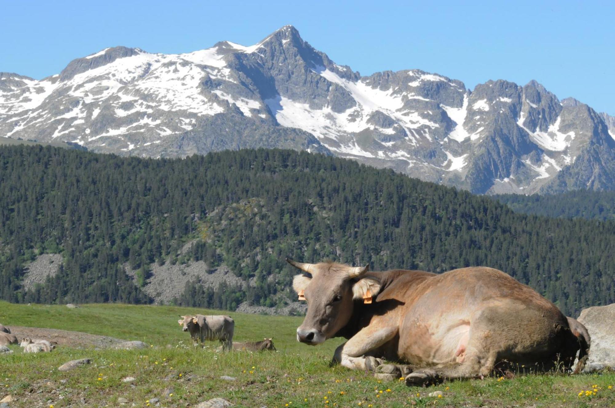El Refugio De Aran Vielha Aparthotel Dış mekan fotoğraf